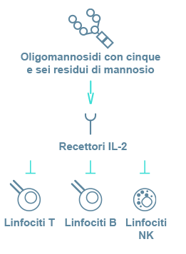 Immunodeficiency in Alpha-Mannosidosis